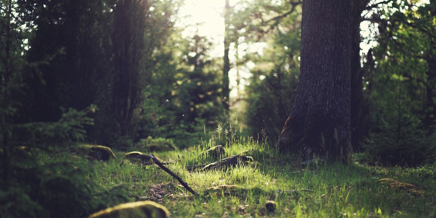 Plantation d'arbre